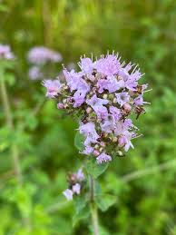 Attēlu rezultāti vaicājumam “Origanum vulgare flower”