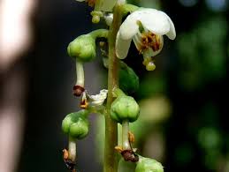 Attēlu rezultāti vaicājumam “Pyrola chlorantha bud”