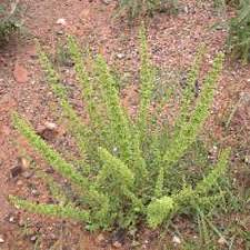 Image result for Chenopodium botrys