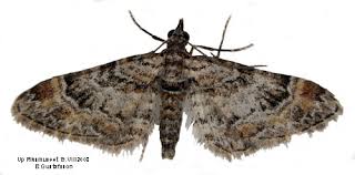 Attēlu rezultāti vaicājumam “Gymnoscelis rufifasciata”