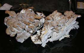 Attēlu rezultāti vaicājumam “Grifola frondosa”