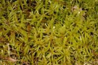 Attēlu rezultāti vaicājumam “Pseudoscleropodium purum”