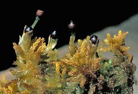 Attēlu rezultāti vaicājumam “Sphagnum sporophyte”