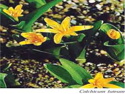 Attēlu rezultāti vaicājumam “Colchicum luteum”