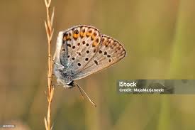 Attēlu rezultāti vaicājumam “Plebejus argus”