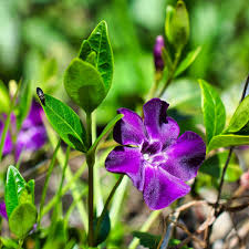 Attēlu rezultāti vaicājumam “Vinca minor”