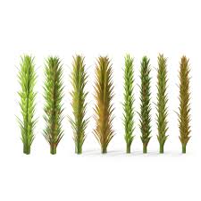 Attēlu rezultāti vaicājumam “Sphagnum fallax”