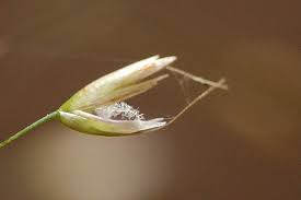 Attēlu rezultāti vaicājumam “Deschampsia flexuosa bud”