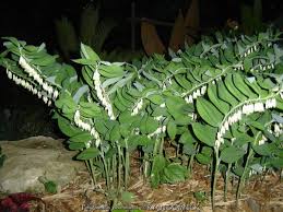 Attēlu rezultāti vaicājumam “Polygonatum odoratum bud”