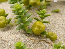 Attēlu rezultāti vaicājumam “Honckenya peploides bud”