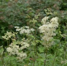 Attēlu rezultāti vaicājumam “Filipendula ulmaria  flower”