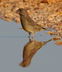 Attēlu rezultāti vaicājumam “Chloris chloris”