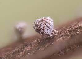 Attēlu rezultāti vaicājumam “Amaurochaete atra spores”