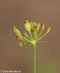 Attēlu rezultāti vaicājumam “Peucedanum oreoselinum leaf”