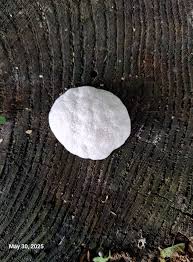 Attēlu rezultāti vaicājumam “Enteridium olivaceum”