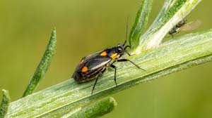 Attēlu rezultāti vaicājumam “Capsodes gothicus”