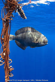 Image result for Schedophilus ovalis