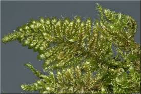 Attēlu rezultāti vaicājumam “Ctenidium molluscum”