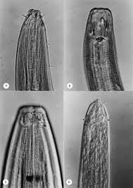 Attēlu rezultāti vaicājumam “Nematomorpha”