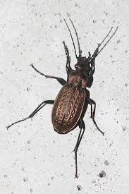 Attēlu rezultāti vaicājumam “Carabus granulatus”
