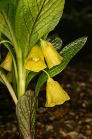 Attēlu rezultāti vaicājumam “Scopolia carniolica flower”