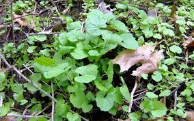 Attēlu rezultāti vaicājumam “Alliaria petiolata”