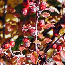 Attēlu rezultāti vaicājumam “Cotoneaster divaricatus”