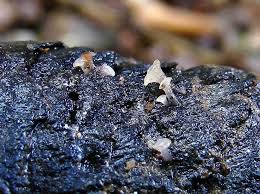 Attēlu rezultāti vaicājumam “Ombrophila violacea”