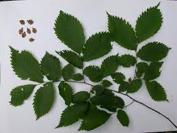Attēlu rezultāti vaicājumam “Ulmus laevis leaf”