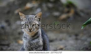 Attēlu rezultāti vaicājumam “Felis silvestris catus juvenile”