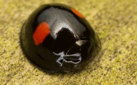 Attēlu rezultāti vaicājumam “Chilocorus renipustulatus”