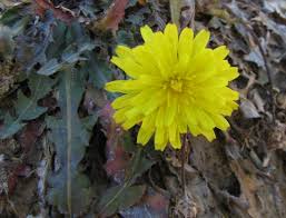 Attēlu rezultāti vaicājumam “Taraxacum officinale aggr. flower”