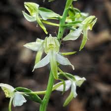 Attēlu rezultāti vaicājumam “Platanthera chlorantha flower”