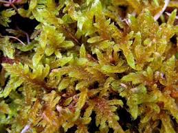 Attēlu rezultāti vaicājumam “Palustriella falcata”