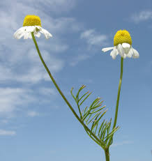 Attēlu rezultāti vaicājumam “Matricaria chamomilla flower”