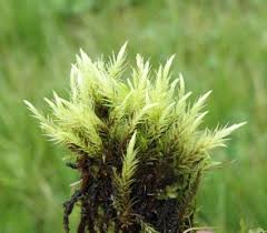 Attēlu rezultāti vaicājumam “Barbilophozia lycopodioides macro”