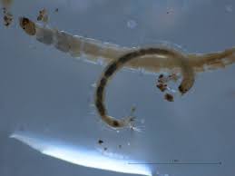 Attēlu rezultāti vaicājumam “Orthosia munda larva”