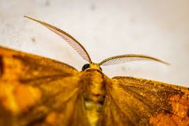 Attēlu rezultāti vaicājumam “Angerona prunaria”