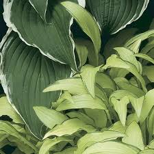 Image result for Hosta fortunei albomarginata