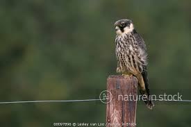 Attēlu rezultāti vaicājumam “Falco subbuteo”