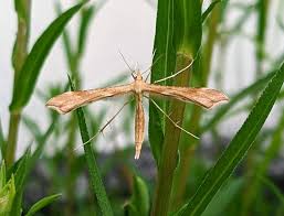 Attēlu rezultāti vaicājumam “Gillmeria pallidactyla”