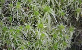 Attēlu rezultāti vaicājumam “Dicranella staphylina”