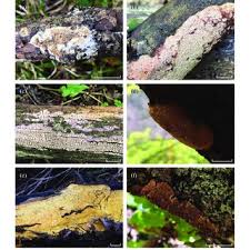 Attēlu rezultāti vaicājumam “Antrodia macra”