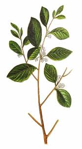 Attēlu rezultāti vaicājumam “Frangula alnus”