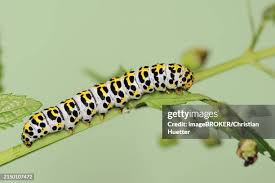 Attēlu rezultāti vaicājumam “Shargacucullia scrophulariae larva”