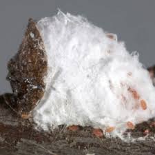 Attēlu rezultāti vaicājumam “Chionaspis salicis”