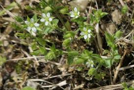 Attēlu rezultāti vaicājumam “Arenaria serpyllifolia flower”