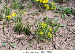 Attēlu rezultāti vaicājumam “Gagea pratensis flower”