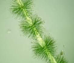 Attēlu rezultāti vaicājumam “Batrachospermum moniliforme”