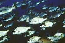 Image result for Pomadasys incisus